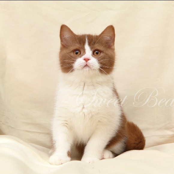 Meet your Posher, Mayra - Picture 1 of 1